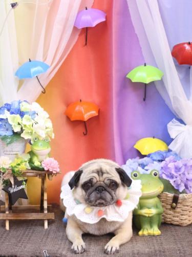 20230623くりこちゃん